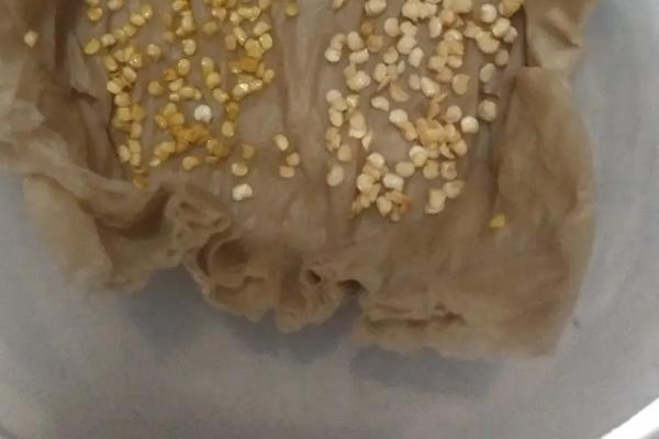 辣椒籽能否直接种植，播种后要注意保持湿度