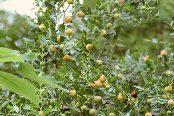 酸枣树嫁接大枣的方法，增加接触面可提高成活率