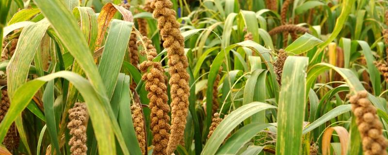 小米最早培育自哪种植物，最早由狗尾草演变而来