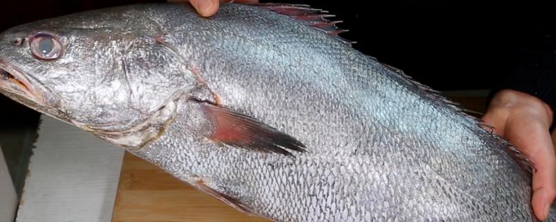 鮸鱼简介，在北太平洋西部海域广泛分布