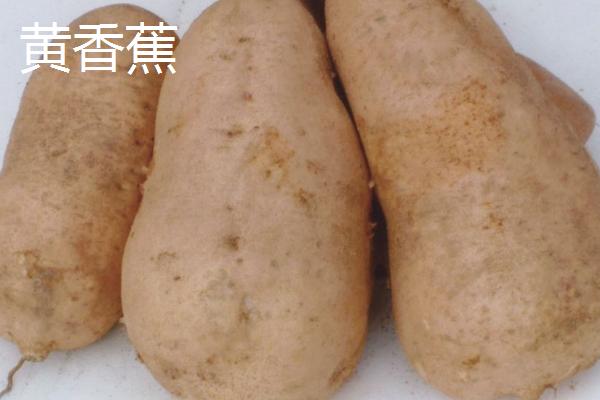 甘薯优良的新品种介绍，不同品种的种植时间不同