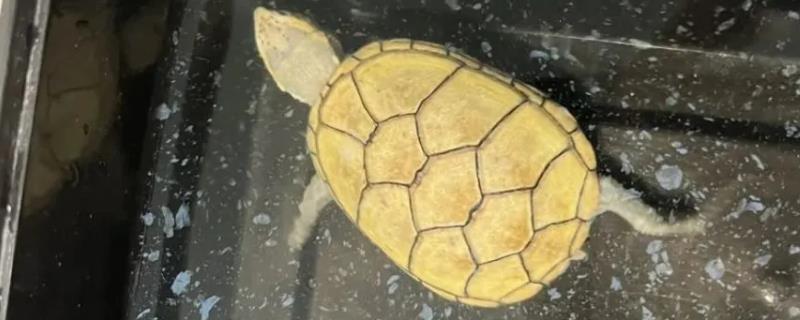 头盔泥龟会不会冬眠，野生和人工饲养品种均会冬眠
