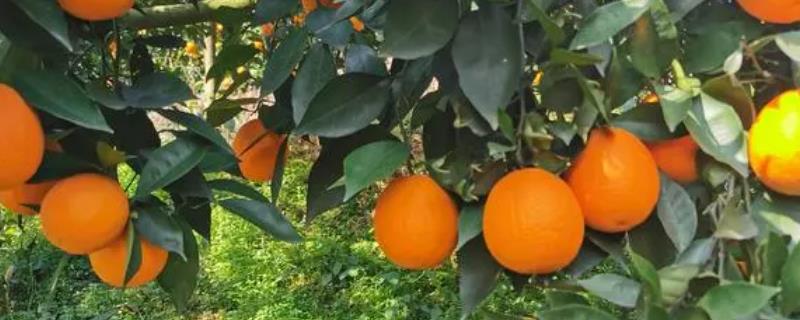 伦晚脐橙的产量，亩产量多为7000斤左右