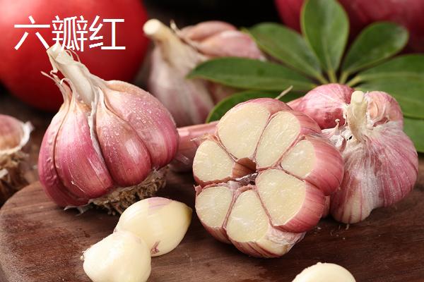 大蒜品种介绍，合理选择因地制宜的蒜种