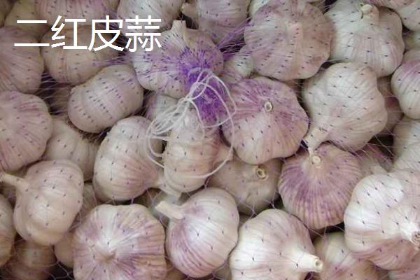 大蒜品种介绍，合理选择因地制宜的蒜种