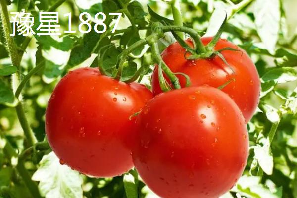 番茄新品种介绍，各具特色