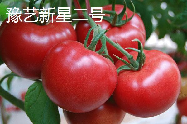 番茄新品种介绍，各具特色