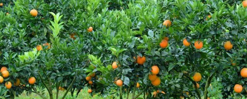 脐橙树花果期怎么管理，需根据树势做好疏花疏果工作