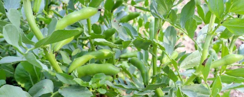 种植蚕豆要注意的问题，重茬种植会影响植株生长