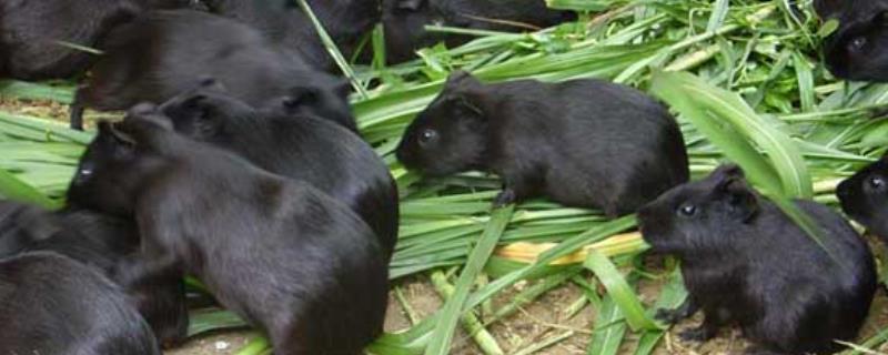 提高黑豚的繁殖力的方法，必须采取综合措施