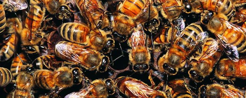 新手如何培育蜂王，育王条件包括气候和蜜源