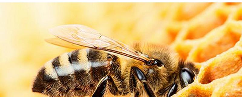 野桂花蜜的价格，完全不结晶的蜂蜜是假蜂蜜