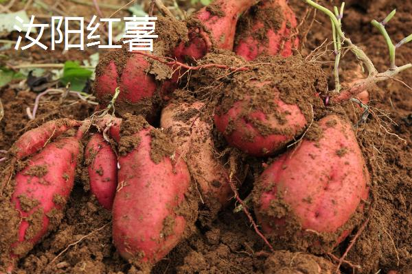 河南省汝阳县特产介绍，历史名酒杜康的发祥地
