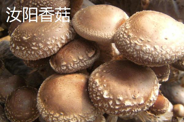 河南省汝阳县特产介绍，历史名酒杜康的发祥地