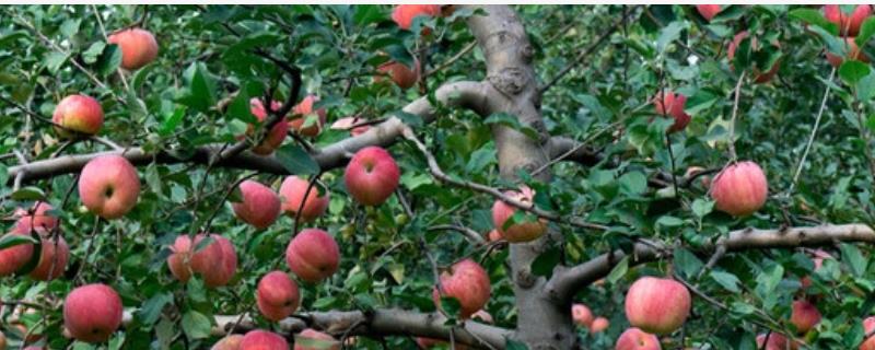 哪些因素会影响苹果着色，温度是主要原因