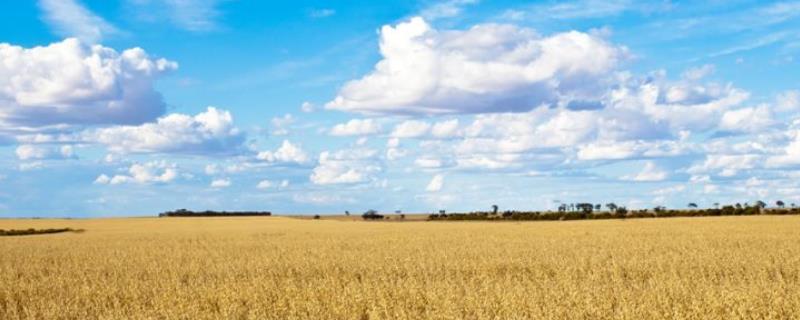燕麦如何提高种子发芽率，适宜在我国北部种植
