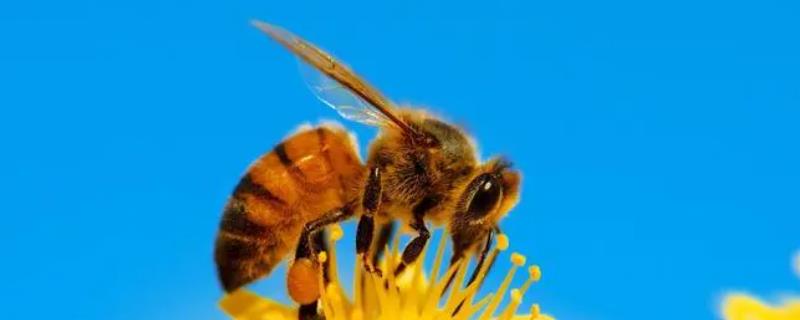 野生蜜蜂冬天如何过冬，北方比南方提前进入越冬期