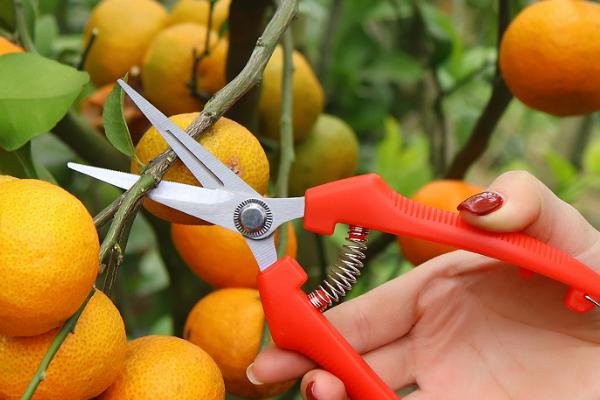 修剪柑橘树要注意什么，选夏冬两季力度看树龄和结果情况