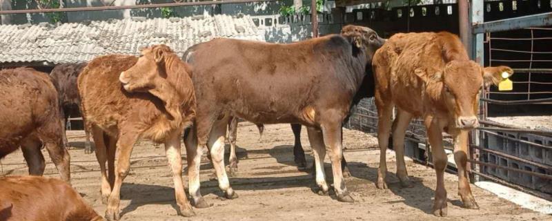 最佳犊牛肺炎治疗方法，母牛的饲养工作很关键