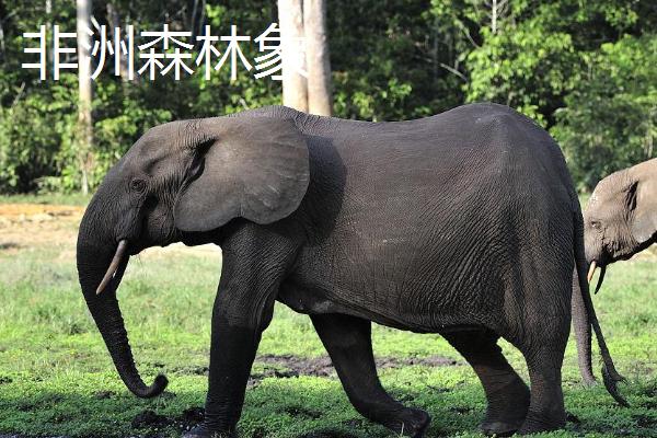 大象有哪些种类，是目前陆地上最大的哺乳动物