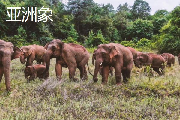 大象有哪些种类，是目前陆地上最大的哺乳动物