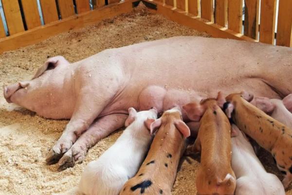 一胎母猪一般在多少天产仔，可采用人工助产