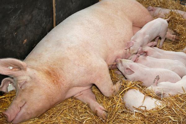 一胎母猪一般在多少天产仔，可采用人工助产