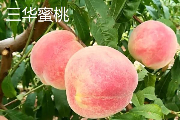 广东韶关市的特色水果品种，有“中国锌都”之称
