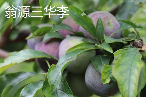 广东韶关市的特色水果品种，有“中国锌都”之称
