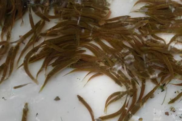 泥鳅苗价格，品种不同价格不同
