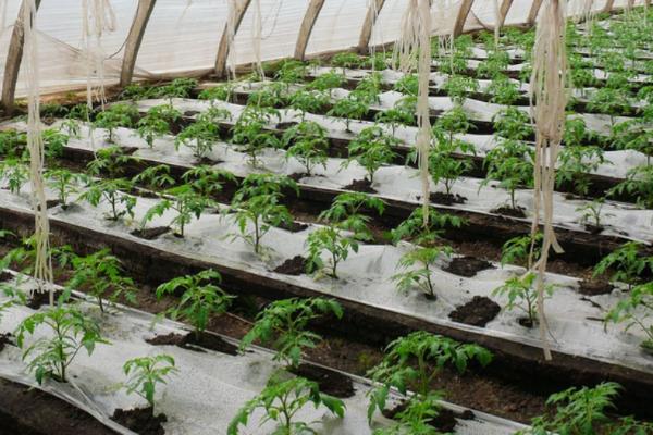 西红柿在苗期发生徒长怎么办，需控肥、控温、控水