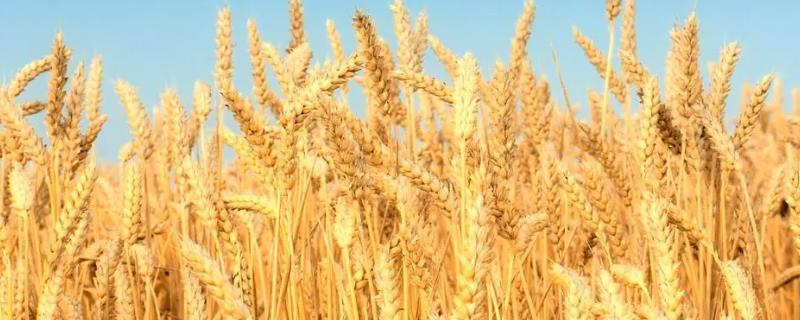 小麦有穗无籽的防治办法，首先选择优良品种