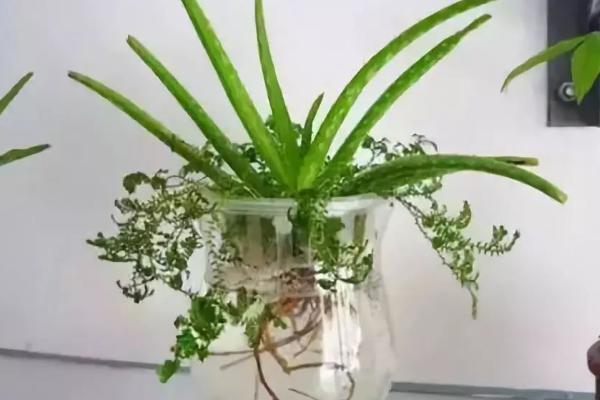 芦荟水培养殖方法，选择株型小巧的品种