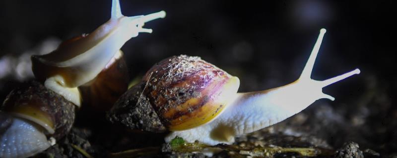 白玉蜗牛养殖技术，冬天必须加以适当的保温