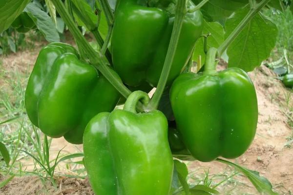 青椒属于蔬菜吗，常作为配菜使用