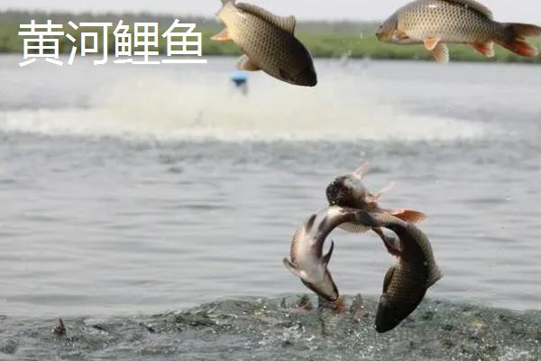 鲤鱼的寿命有多少年，有人把鲤鱼当作神物