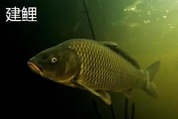 鲤鱼的寿命有多少年，有人把鲤鱼当作神物