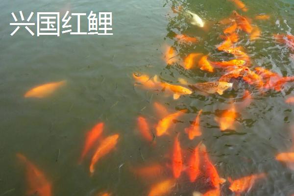 鲤鱼的寿命有多少年，有人把鲤鱼当作神物