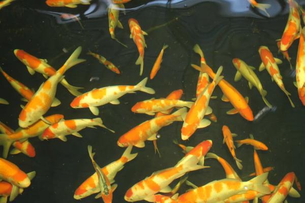 10条金鱼一天喂食多少合适，根据体型决定