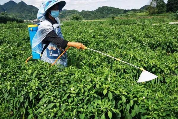 辣椒的施肥方式，不同生长阶段所需肥不同