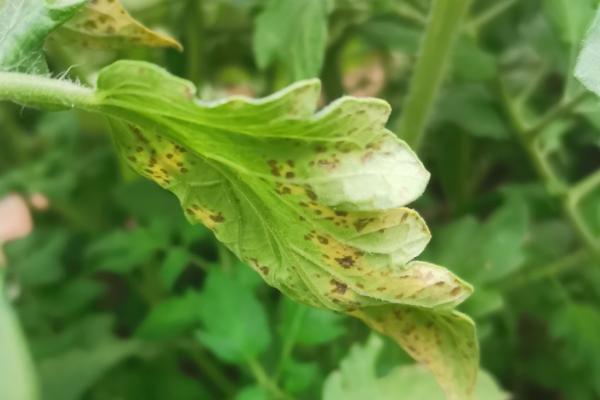 大棚番茄性斑疹病如何防治，反季节栽培的更容易发生病害