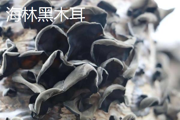 黑龙江省海林市的特产，素有“林海雪原”、“中国雪乡”等美称