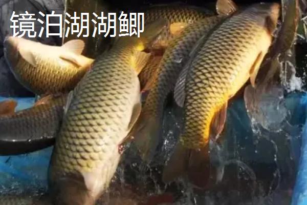黑龙江省海林市的特产，素有“林海雪原”、“中国雪乡”等美称