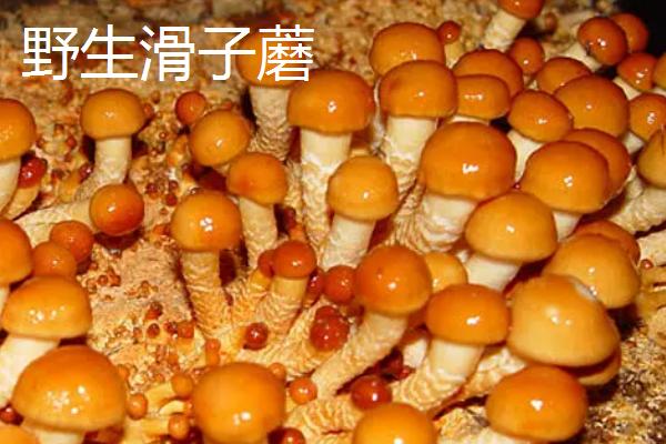 黑龙江省海林市的特产，素有“林海雪原”、“中国雪乡”等美称