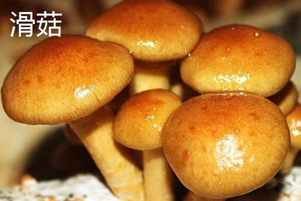 黑龙江省海林市的特产，素有“林海雪原”、“中国雪乡”等美称