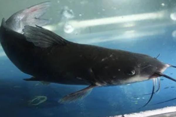 黑鮰鱼的产地，性情温顺但对生长水域比较挑剔