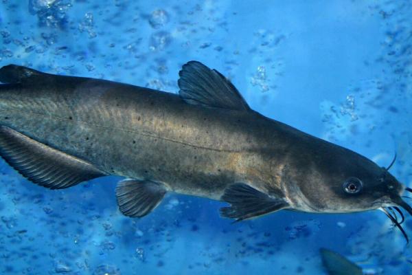 黑鮰鱼的产地，性情温顺但对生长水域比较挑剔