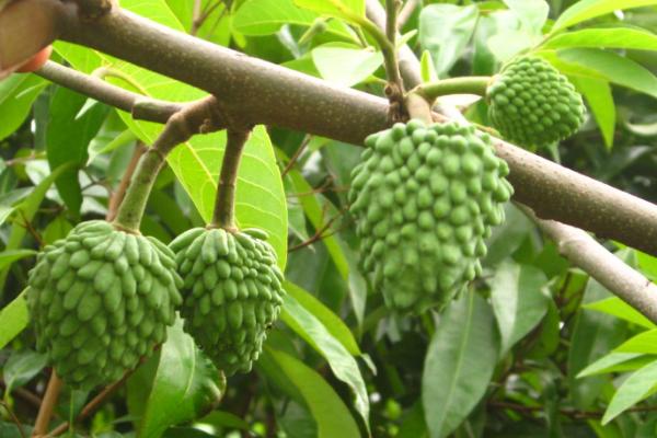 海南为什么种不了释迦凤梨，被列为热带名果之一