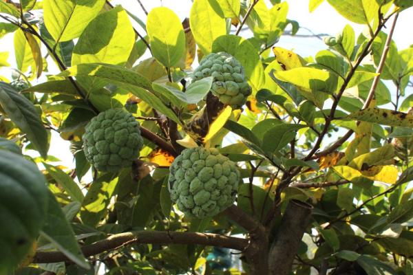 海南为什么种不了释迦凤梨，被列为热带名果之一