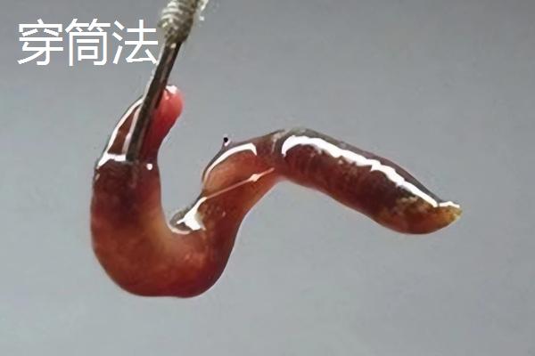 蚯蚓钓鱼法，是名副其实的“万能饵料”